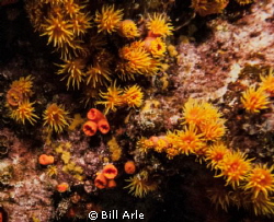 Anemones in a lava cave by Bill Arle 